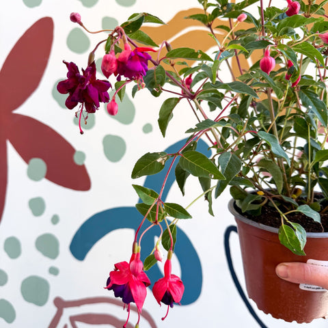Fuchsia 'Dollar Princess' - Bush Fuchsia - British Grown - Sprouts of Bristol