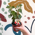 Fuchsia 'Mandarin Cream' - Upright Fuchsia - British Grown - Sprouts of Bristol
