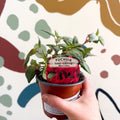 Fuchsia 'Marinka' - Semi - trailing Fuchsia - British Grown - Sprouts of Bristol