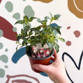 Fuchsia 'Patio Princess' - Upright Fuchsia - British Grown - Sprouts of Bristol
