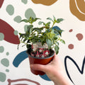 Fuchsia 'Patio Princess' - Upright Fuchsia - British Grown - Sprouts of Bristol