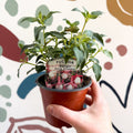 Fuchsia 'Patio Princess' - Upright Fuchsia - British Grown - Sprouts of Bristol