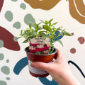 Fuchsia 'Paula Jane' - Upright Fuchsia - British Grown - Sprouts of Bristol