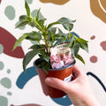 Fuchsia 'Pink Galore' - Trailing Fuchsia - British Grown - Sprouts of Bristol