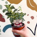 Fuchsia 'Spion Kop' - Upright Fuchsia - British Grown - Sprouts of Bristol