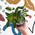 Fuchsia 'Spion Kop' - Upright Fuchsia - British Grown - Sprouts of Bristol