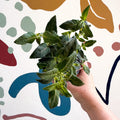 Fuchsia 'Spion Kop' - Upright Fuchsia - British Grown - Sprouts of Bristol