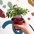Fuchsia 'Tom Thumb' - Hardy Bush Fuchsia - British Grown - Sprouts of Bristol