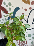 Fuchsia 'Upright Display' - British Grown - Sprouts of Bristol