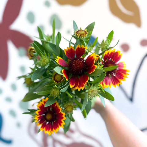 Gaillardia aristata 'Sunrita Red Yellow Tip' - Blanket Flower - British Grown - Sprouts of Bristol