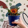Gaillardia × grandiflora 'Guapa Flamenco Bicolour' - Blanket Flower - British Grown - Sprouts of Bristol