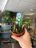 Galanthus elwesii - Potted Double Snowdrop Bulbs - Sprouts of Bristol