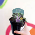 Garden Sage - Salvia nemorosa 'Blue Hill' - British Grown Perennial - Sprouts of Bristol