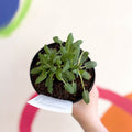 Garden Sage - Salvia nemorosa 'Blue Hill' - British Grown Perennial - Sprouts of Bristol
