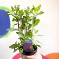 Garden Sage - Salvia nemorosa 'Caradonna' - British Grown Perennial - Sprouts of Bristol
