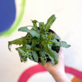 Garden Sage - Salvia nemorosa 'Marvel Blue' - British Grown Perennial - Sprouts of Bristol