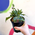 Garden Sage - Salvia nemorosa 'Marvel Blue' - British Grown Perennial - Sprouts of Bristol