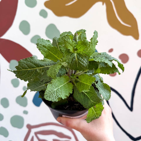 Garden Sage - Salvia nemorosa 'Marvel Dark Blue' - British Grown Perennial - Sprouts of Bristol