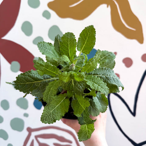 Garden Sage - Salvia nemorosa 'Marvel Dark Blue' - British Grown Perennial - Sprouts of Bristol
