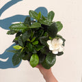 Gardenia jasminoides – Cape Jasmine - Sprouts of Bristol