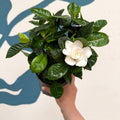 Gardenia jasminoides – Cape Jasmine - Sprouts of Bristol