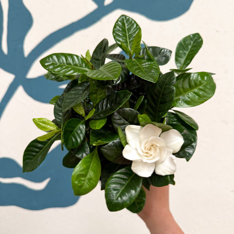 Gardenia jasminoides – Cape Jasmine - Sprouts of Bristol