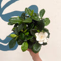 Gardenia jasminoides – Cape Jasmine - Sprouts of Bristol