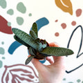 Gasteria ‘Little Warty’ – Ox Tongue Plant - Sprouts of Bristol