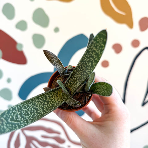 Gasteria ‘Little Warty’ – Ox Tongue Plant - Sprouts of Bristol