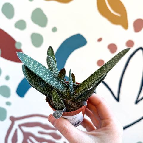 Gasteria ‘Little Warty’ – Ox Tongue Plant - Sprouts of Bristol