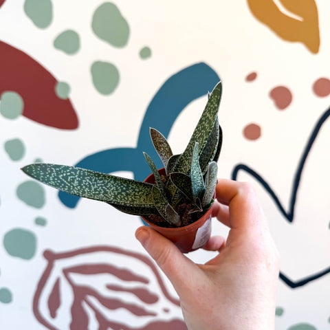 Gasteria ‘Little Warty’ – Ox Tongue Plant - Sprouts of Bristol