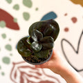 Geogenanthus ciliatus 'Midnight Pearl' - Sprouts of Bristol