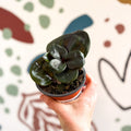 Geogenanthus ciliatus 'Midnight Pearl' - Sprouts of Bristol
