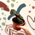Geogenanthus ciliatus 'Midnight Pearl' - Sprouts of Bristol