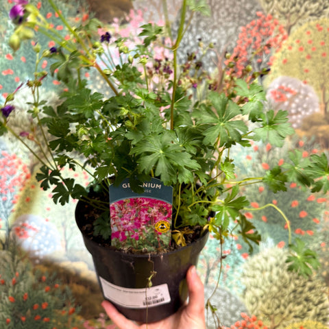Geranium cantabrigense 'Intense' - British Grown Hardy Geranium - Sprouts of Bristol