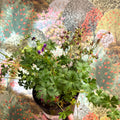 Geranium cantabrigense 'Intense' - British Grown Hardy Geranium - Sprouts of Bristol