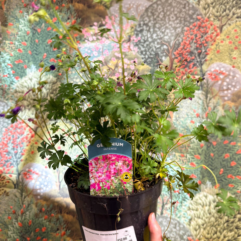 Geranium cantabrigense 'Intense' - British Grown Hardy Geranium - Sprouts of Bristol