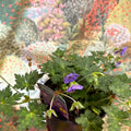 Geranium wallichianum 'Bloom Me Away' - British Grown Hardy Geranium - Sprouts of Bristol
