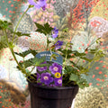 Geranium wallichianum 'Bloom Me Away' - British Grown Hardy Geranium - Sprouts of Bristol