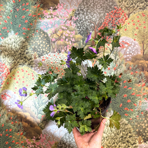 Geranium wallichianum 'Bloom Me Away' - British Grown Hardy Geranium - Sprouts of Bristol