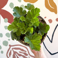 Geum 'Totally Tangerine' - Avens - Cotswold Grown Herbaceous Perennial - Sprouts of Bristol
