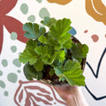 Geum 'Totally Tangerine' - Avens - Cotswold Grown Herbaceous Perennial - Sprouts of Bristol