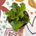 Geum 'Totally Tangerine' - Avens - Cotswold Grown Herbaceous Perennial - Sprouts of Bristol