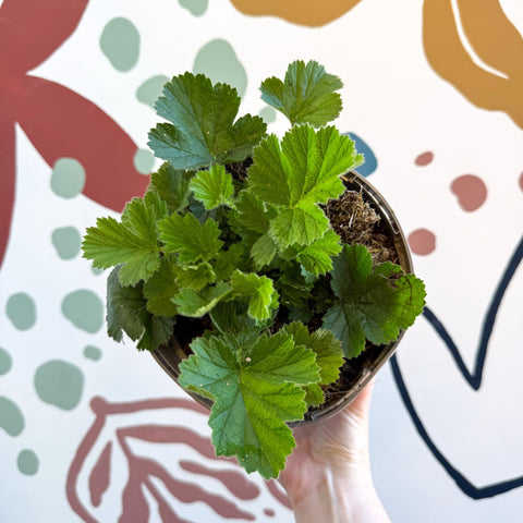 Geum 'Totally Tangerine' - Avens - Cotswold Grown Herbaceous Perennial - Sprouts of Bristol