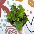 Geum 'Totally Tangerine' - Avens - Cotswold Grown Herbaceous Perennial - Sprouts of Bristol