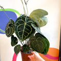 Giant Lace Leaf - Anthurium clarinervium - Sprouts of Bristol