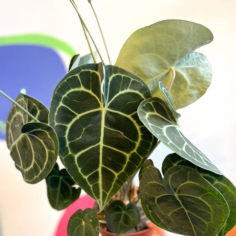 Giant Lace Leaf - Anthurium clarinervium - Sprouts of Bristol