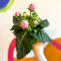 Gloxinia - Sinningia speciosa - Sprouts of Bristol