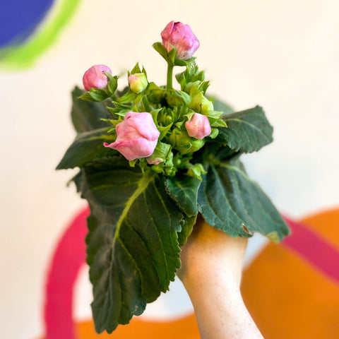 Gloxinia - Sinningia speciosa - Sprouts of Bristol