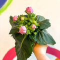 Gloxinia - Sinningia speciosa - Sprouts of Bristol